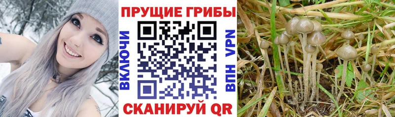 hydra ссылка  закладки  Эртиль  Галлюциногенные грибы ЛСД 